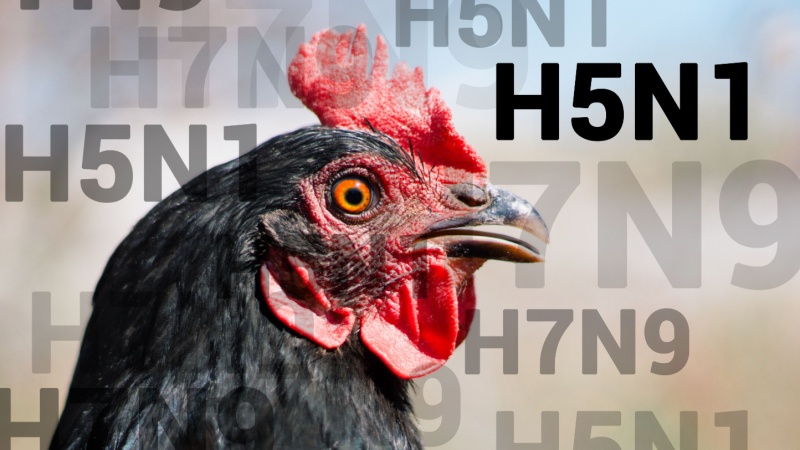 Pollo e scritta H5N1